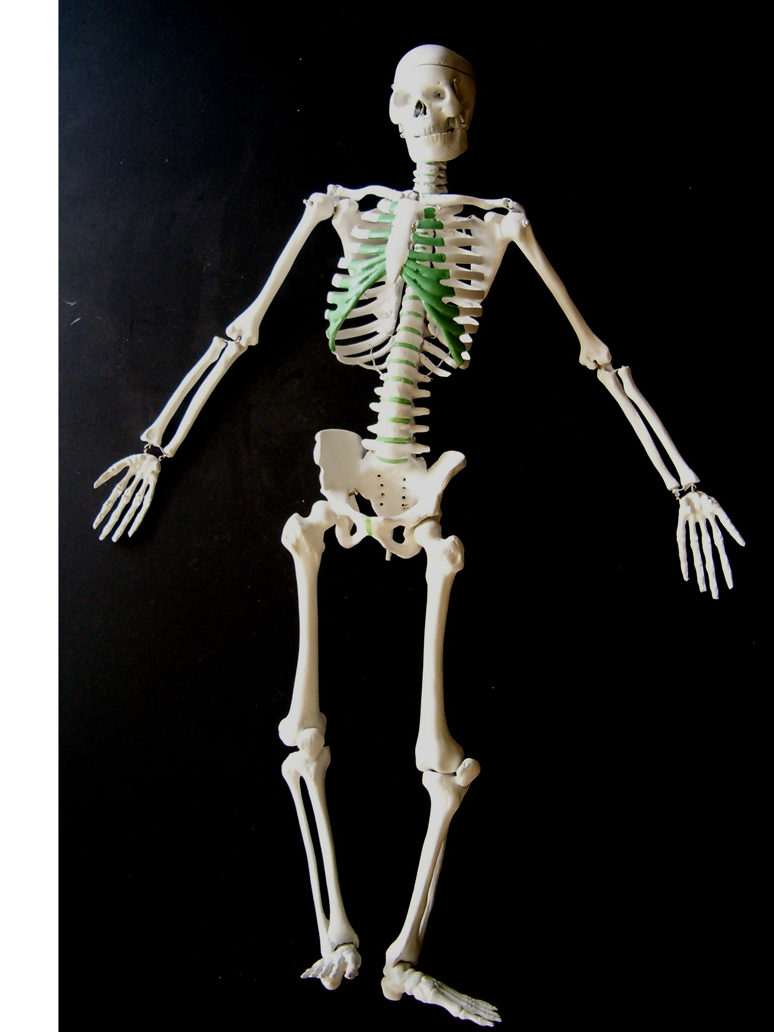 Human Skeleton Pictures 80