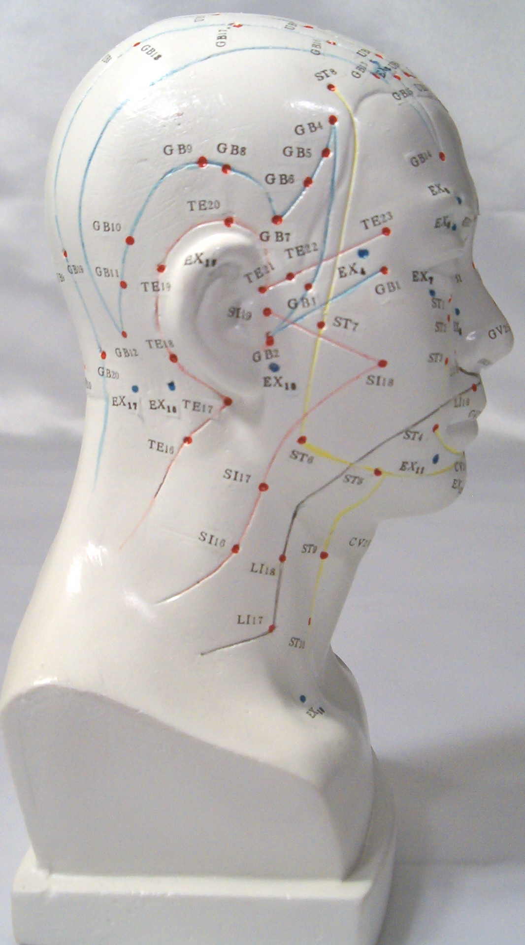 Head acupuncture model