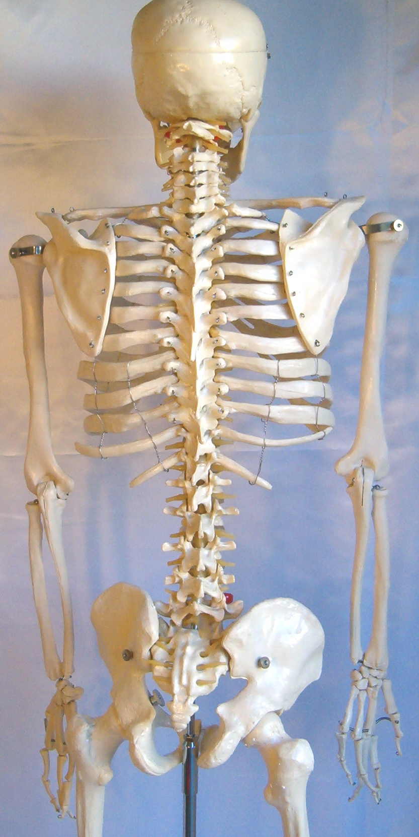 Life size male skeleton